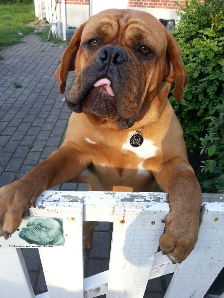 Dogue de bordeaux Hedvig billede 2