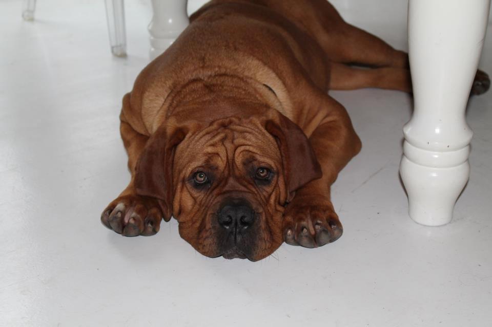 Dogue de bordeaux Hedvig billede 3