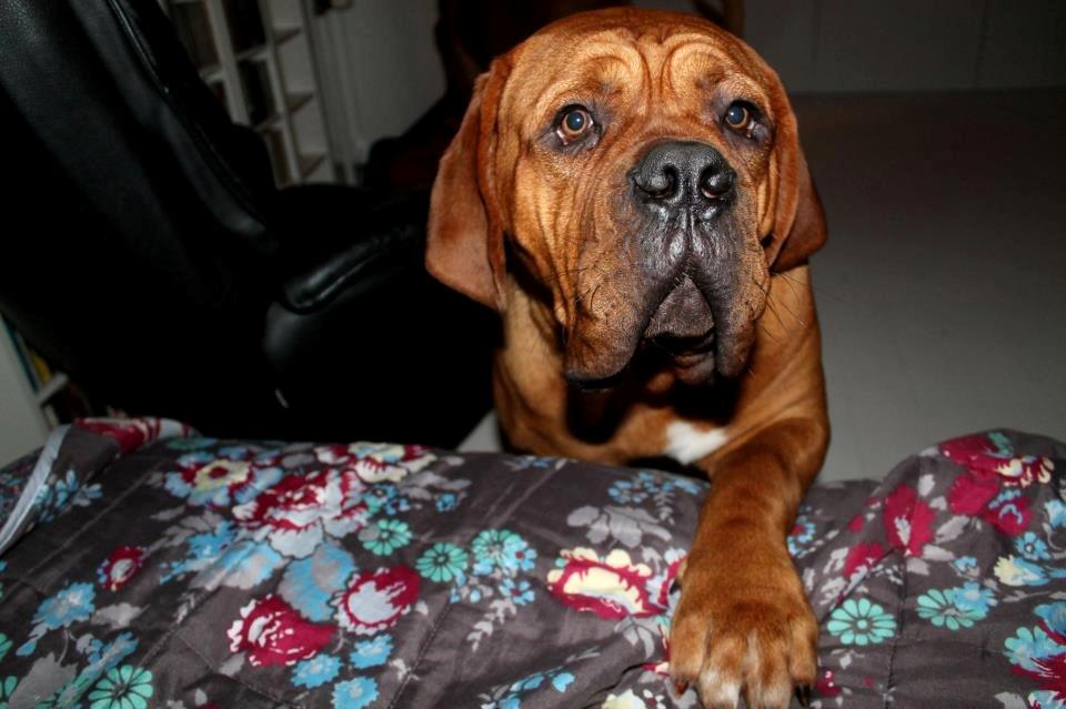 Dogue de bordeaux Hedvig - Pretty PLEASE billede 4