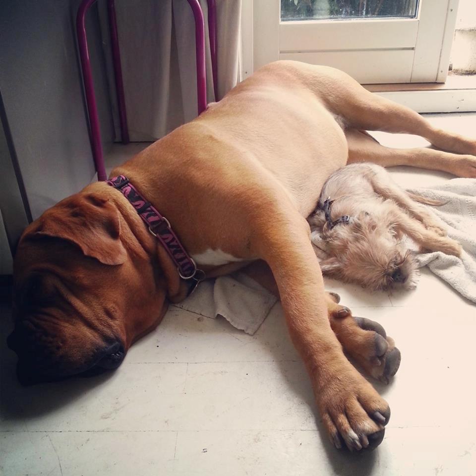 Dogue de bordeaux Hedvig - Det er hårdt at have legekammerater på besøg :) billede 5