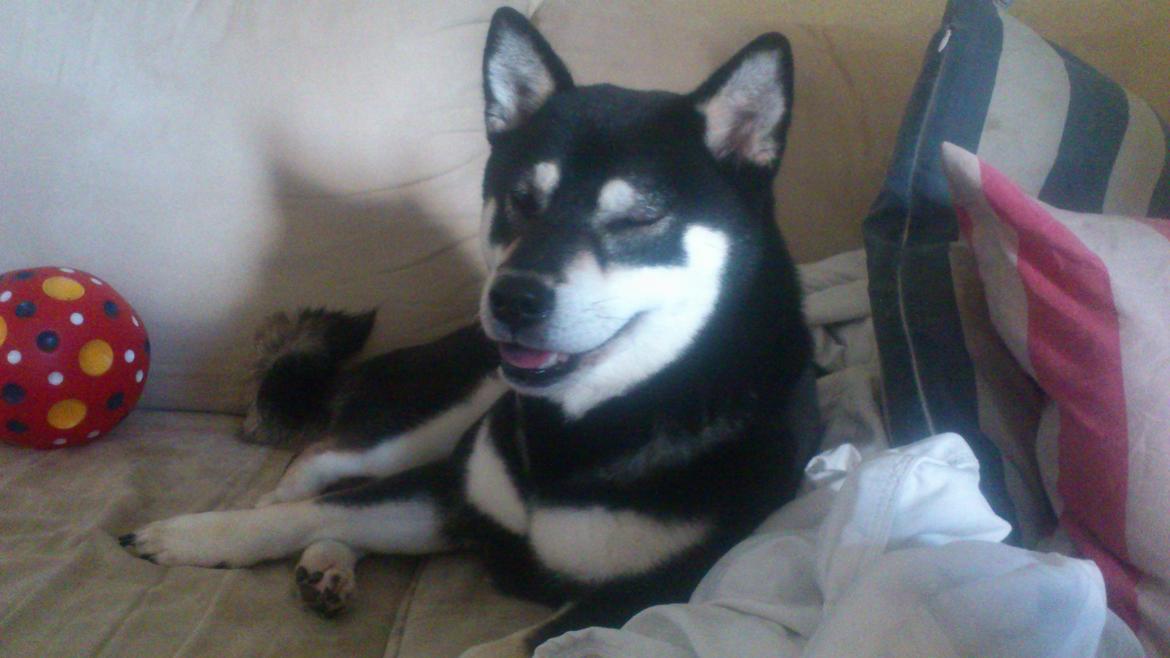 Shiba Toriyama's Aki (Akisha) billede 18