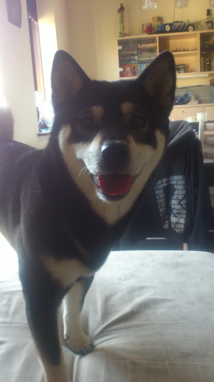 Shiba Toriyama's Aki (Akisha) billede 19