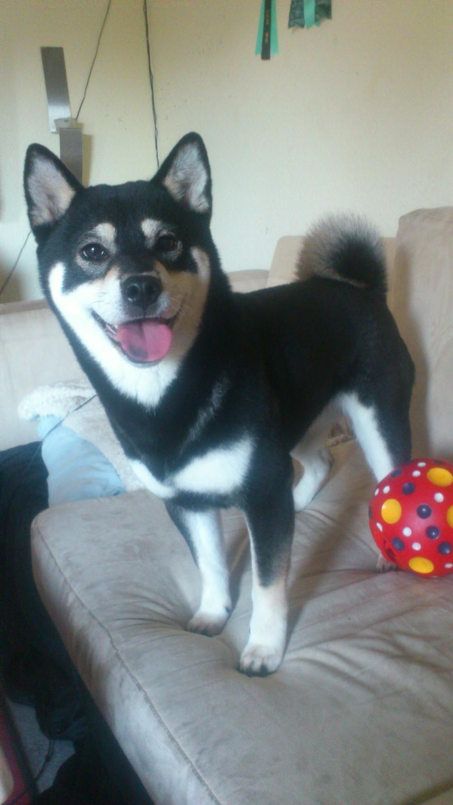 Shiba Toriyama's Aki (Akisha) billede 20