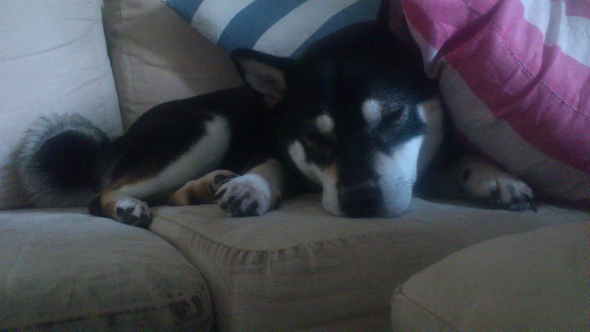 Shiba Toriyama's Aki (Akisha) billede 21