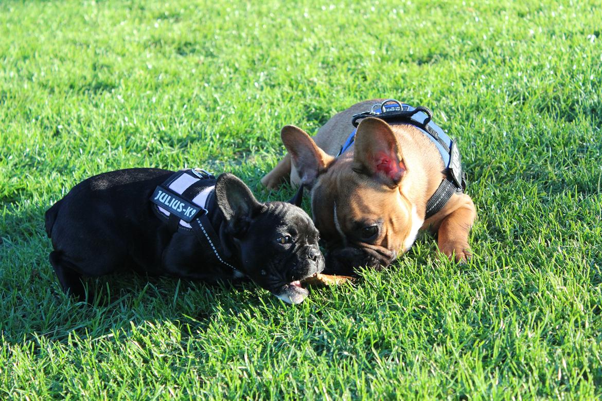 Fransk bulldog Arnold billede 38