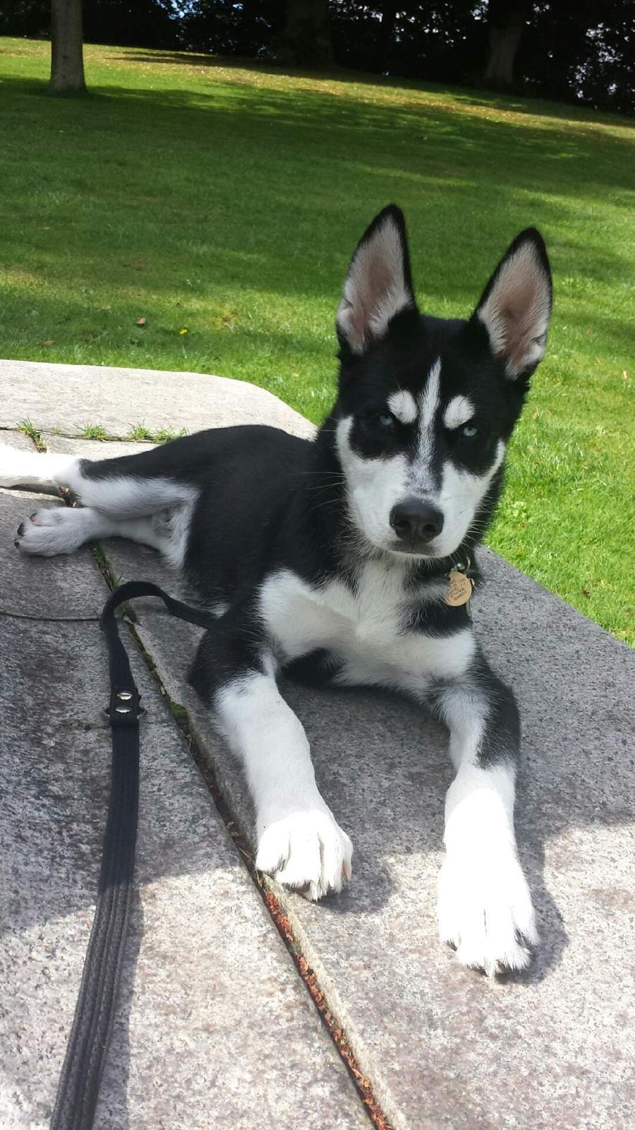 Siberian husky Diesel billede 17