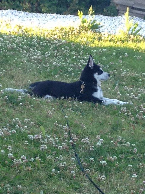 Siberian husky Diesel billede 11
