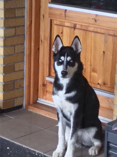 Siberian husky Diesel billede 22