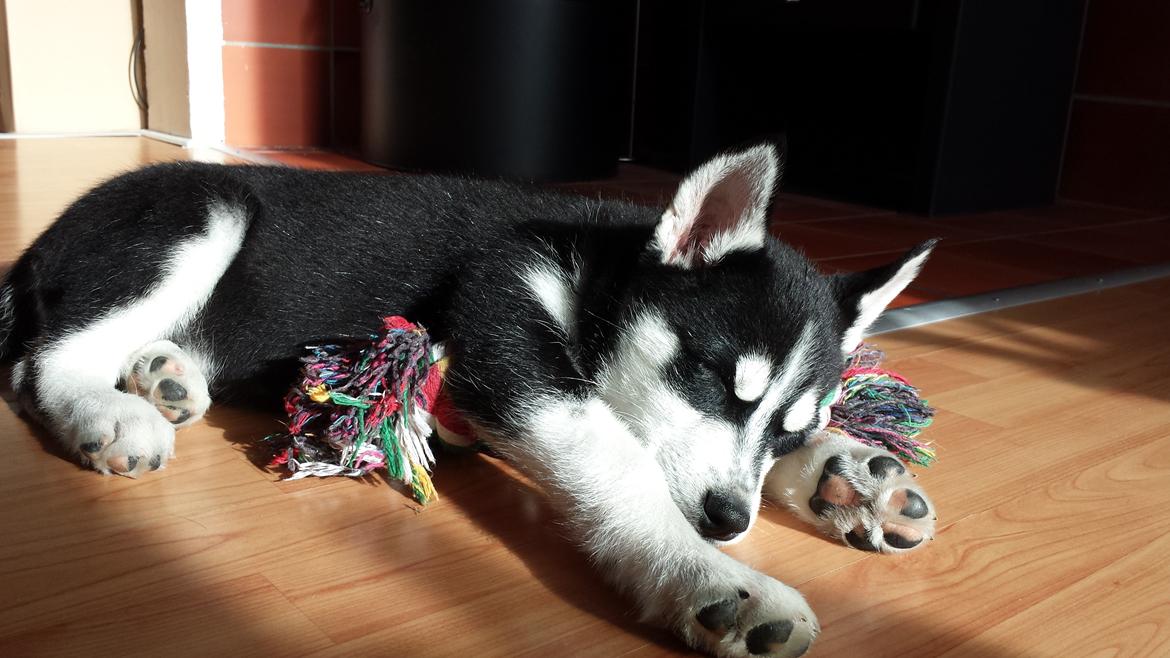 Siberian husky Diesel - Såååå sød :)
13 uger gammel billede 6
