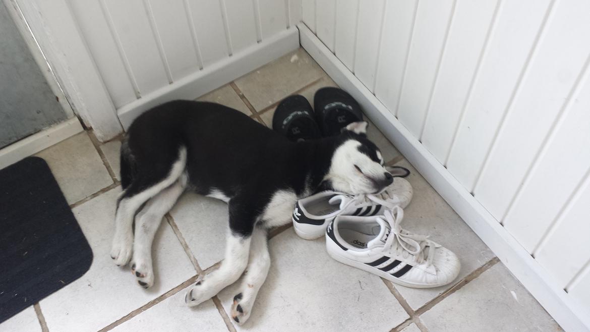 Siberian husky Diesel - Sover så godt på min fars sko ;) billede 10