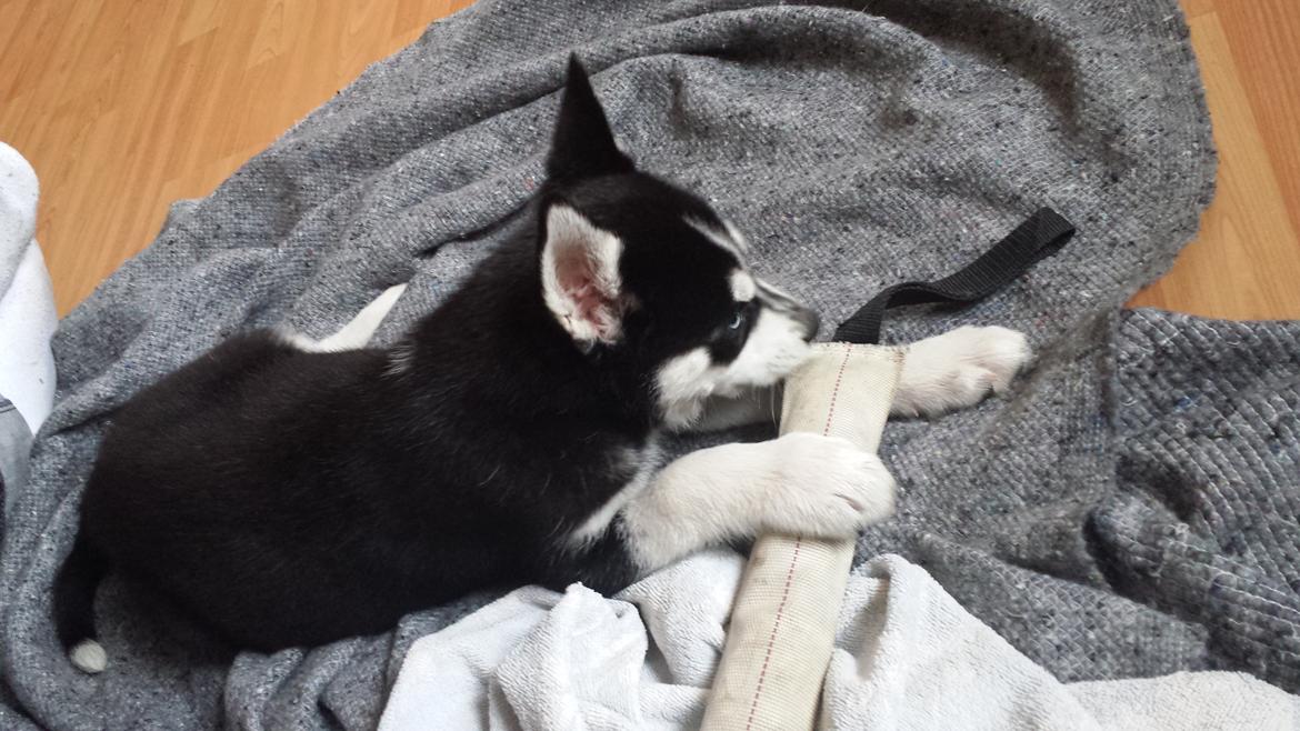 Siberian husky Diesel billede 4