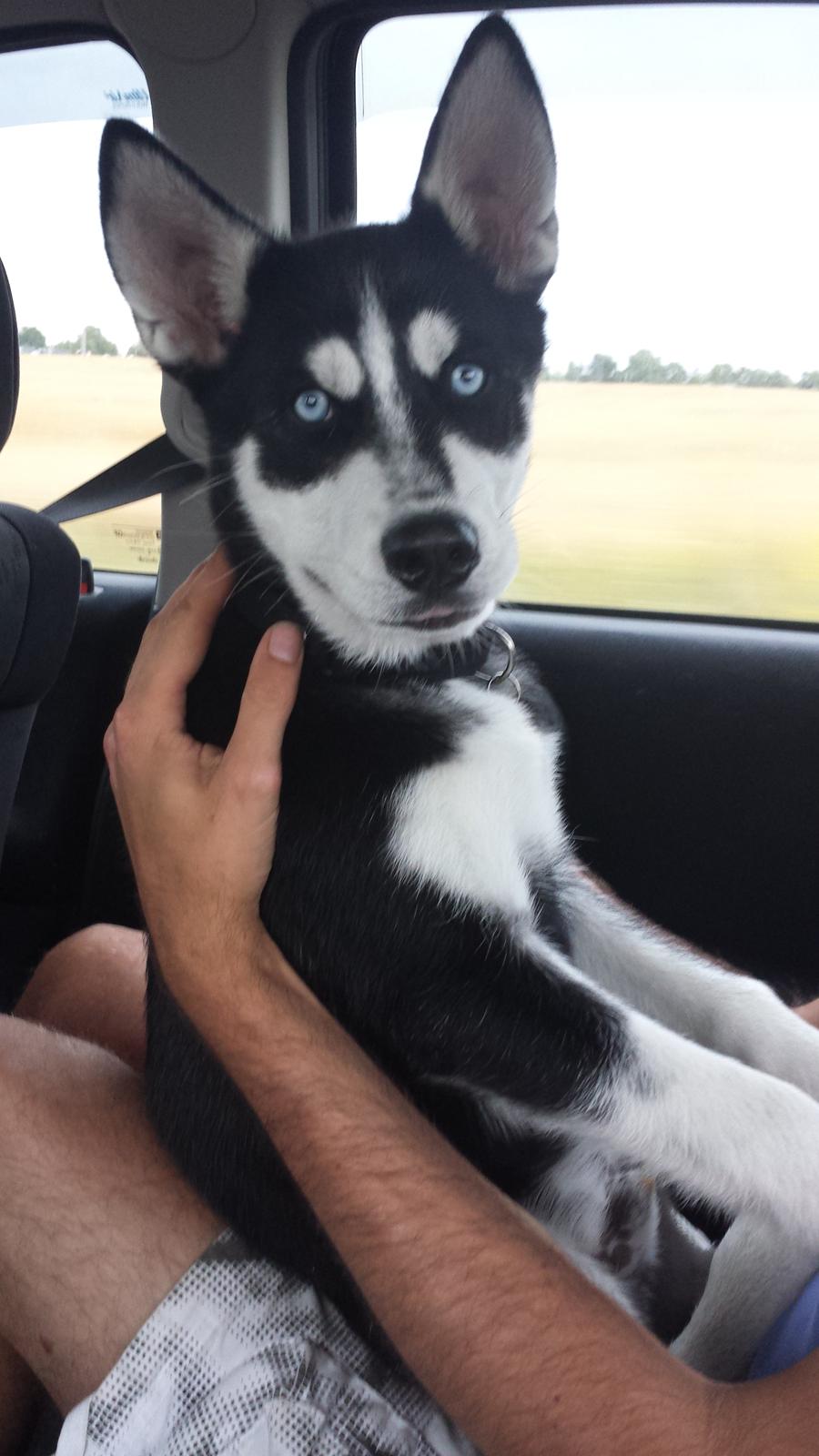 Siberian husky Diesel - Stoore øre :) billede 14