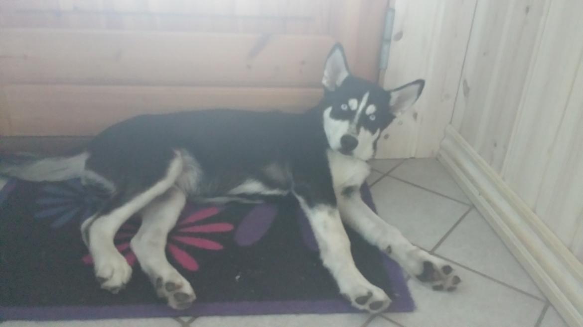 Siberian husky Diesel billede 15