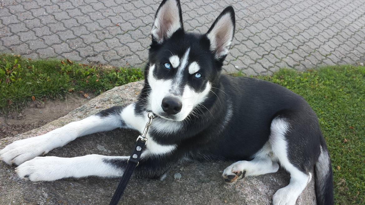 Siberian husky Diesel billede 16