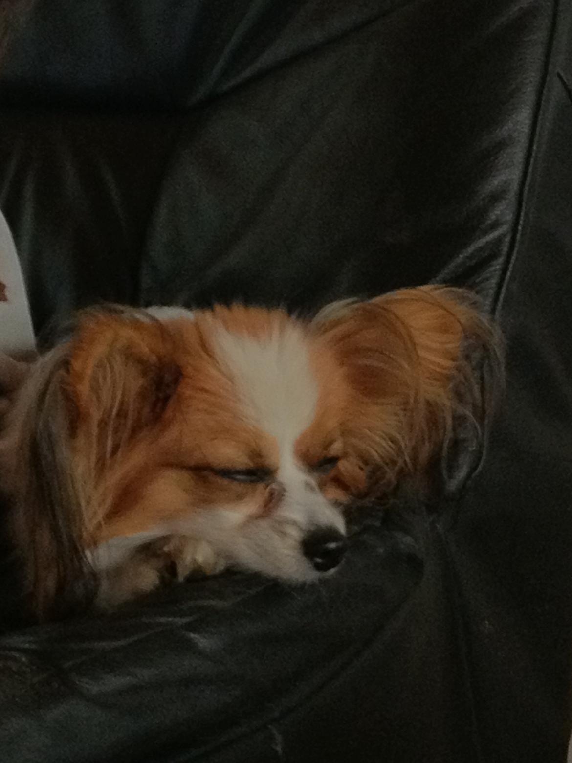 Papillon Gaby billede 2