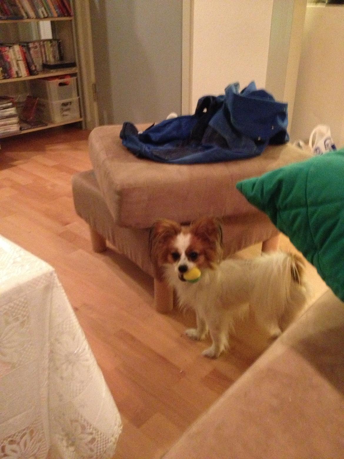 Papillon Gaby billede 3