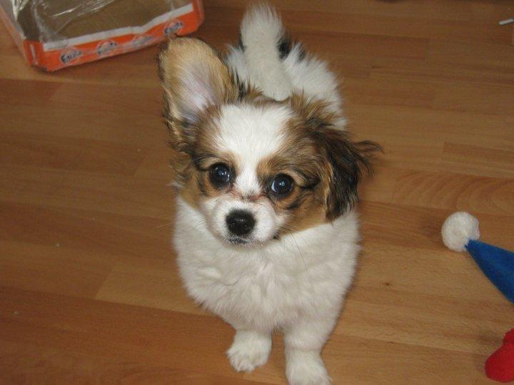 Papillon Gaby billede 4