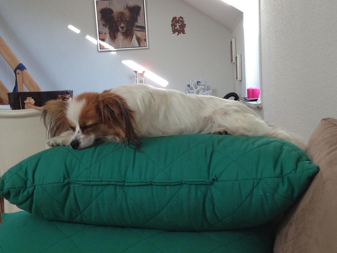 Papillon Gaby billede 6