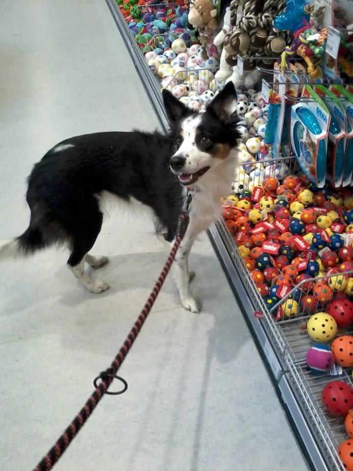 Border collie Tia - 12 år - Tia i maxi zoo. Hvad skal man dog vælge? :) billede 26