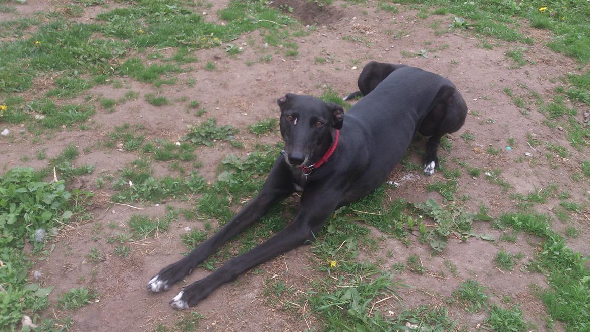 Greyhound Quiverhill Angel (Cille) billede 1