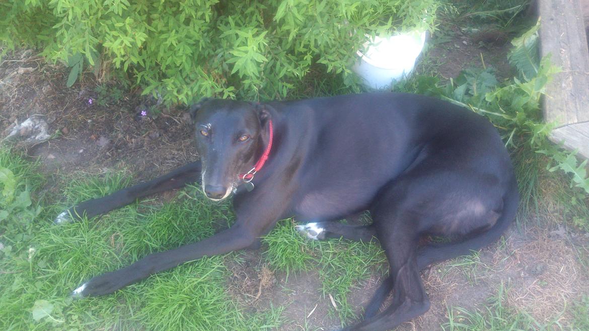 Greyhound Quiverhill Angel (Cille) billede 2