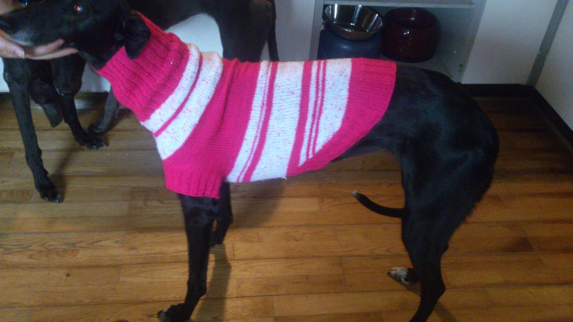 Greyhound Quiverhill Angel (Cille) billede 4