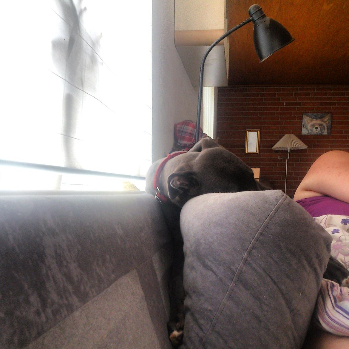 Greyhound Betty Blue billede 1