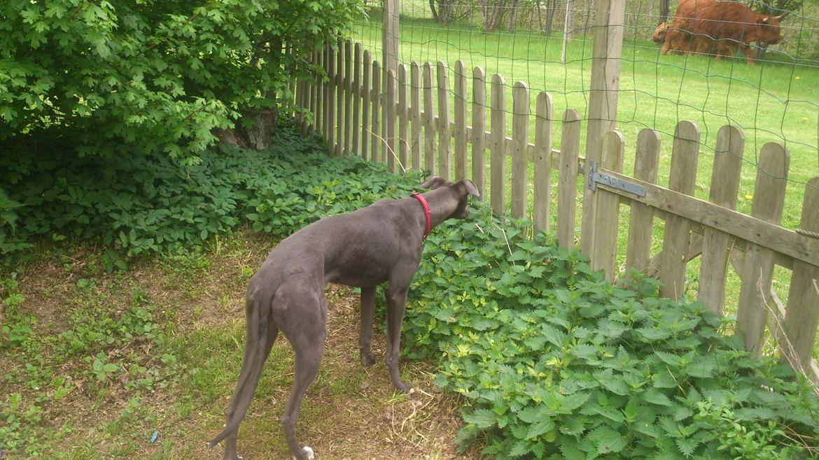 Greyhound Betty Blue billede 2