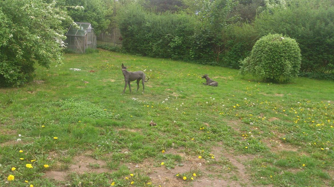 Greyhound Betty Blue billede 3