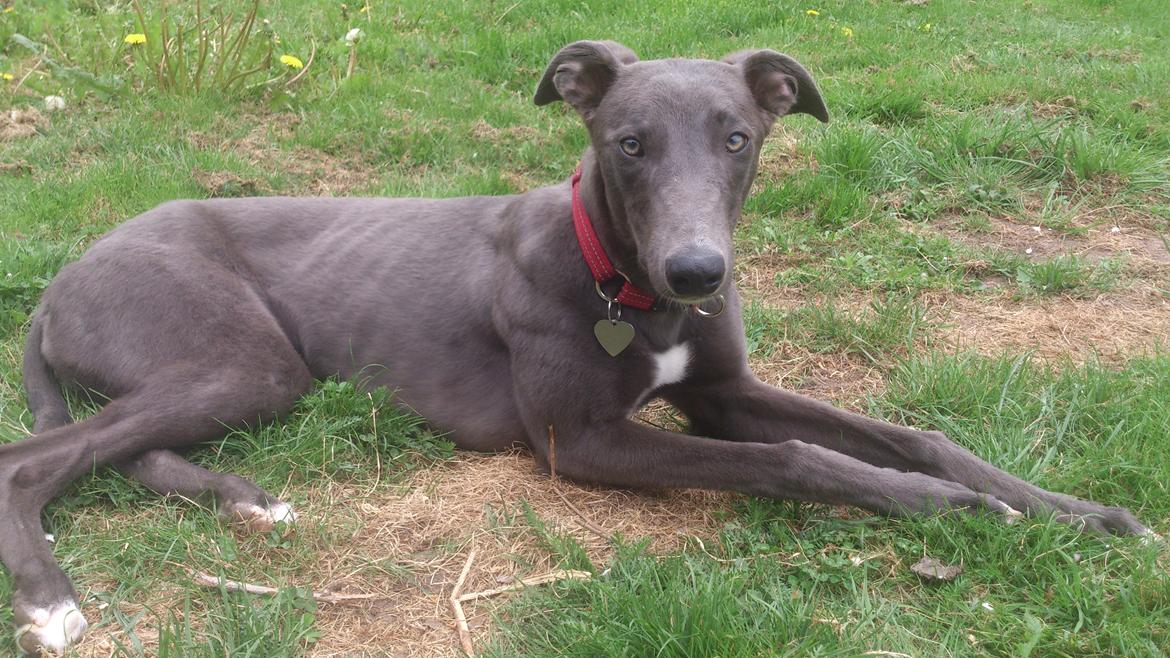 Greyhound Betty Blue billede 4