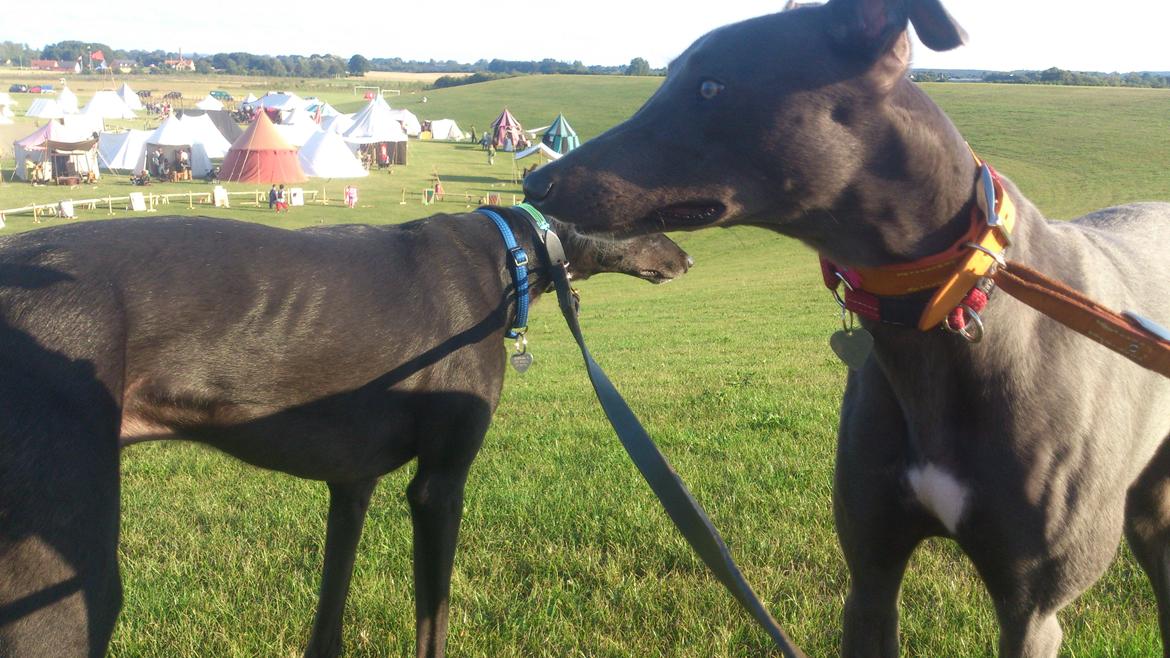 Greyhound Betty Blue billede 5