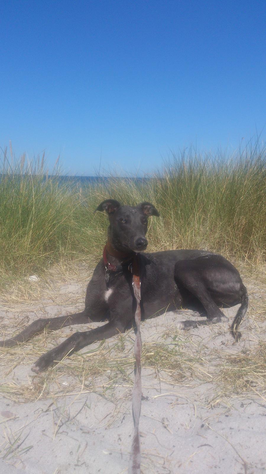 Greyhound Betty Blue billede 6