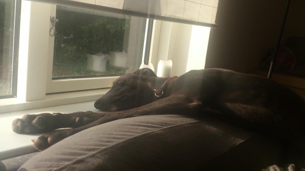 Greyhound Betty Blue billede 7