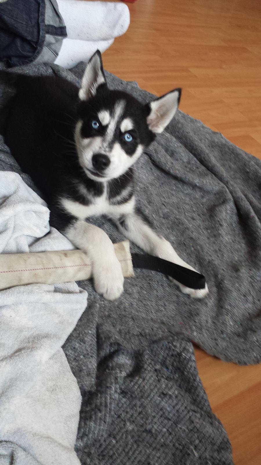 Siberian husky Diesel billede 7