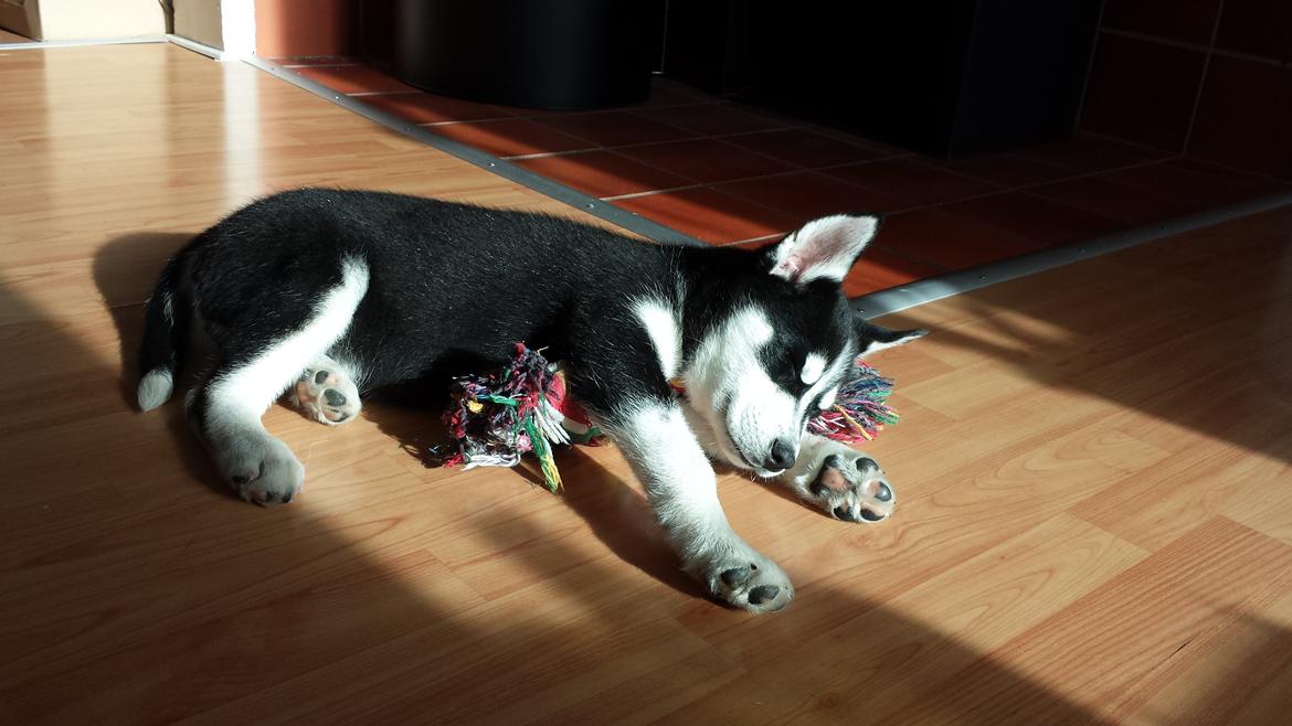 Siberian husky Diesel billede 3