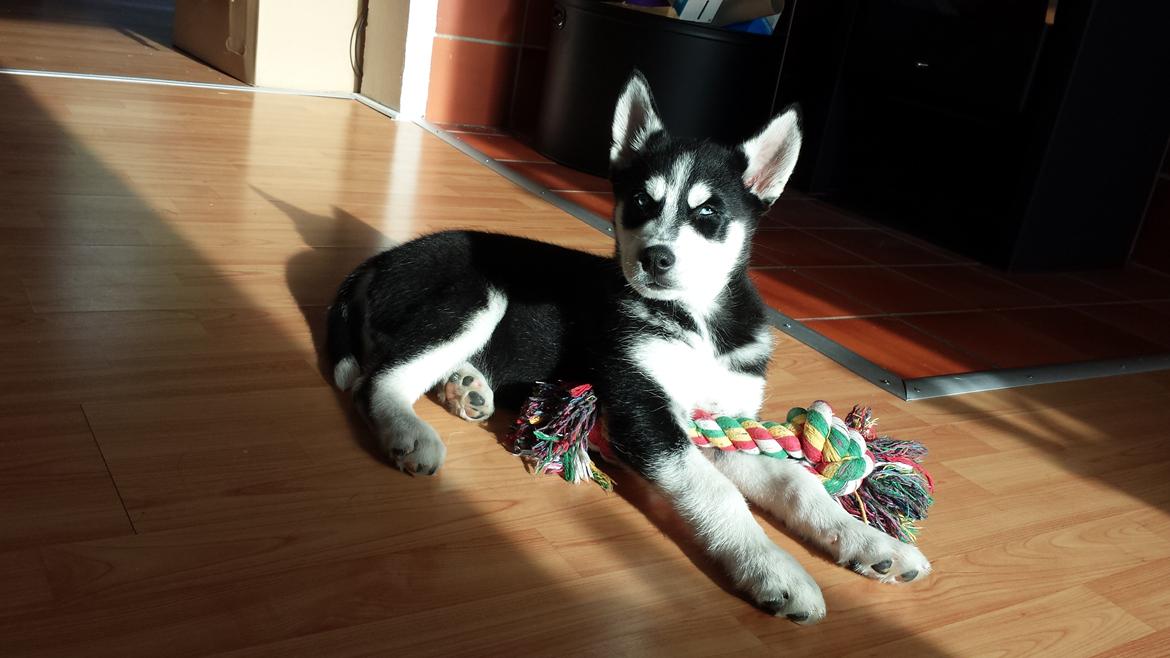 Siberian husky Diesel billede 5