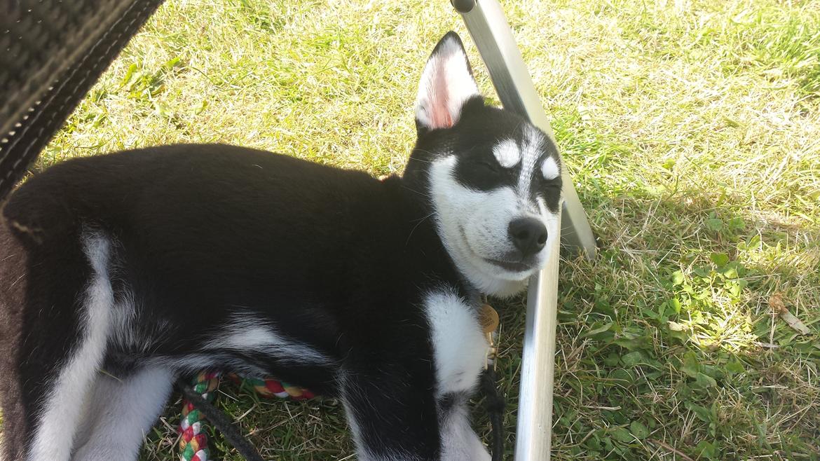 Siberian husky Diesel billede 12