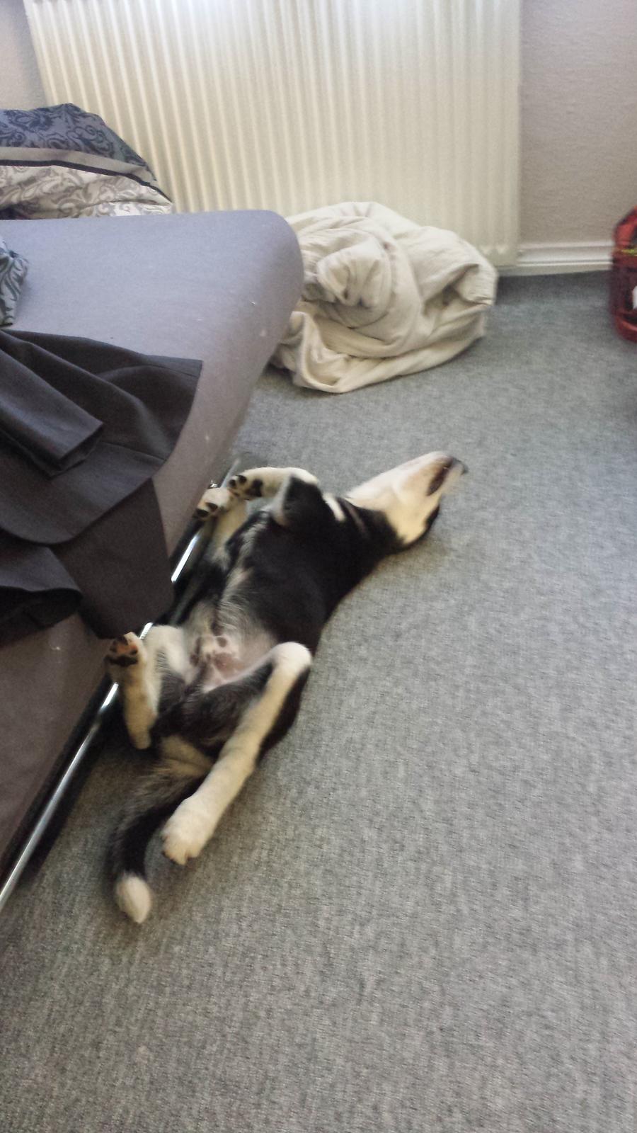 Siberian husky Diesel billede 9