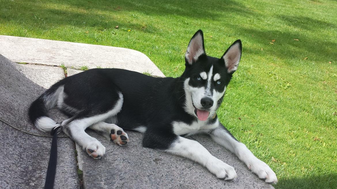 Siberian husky Diesel billede 18