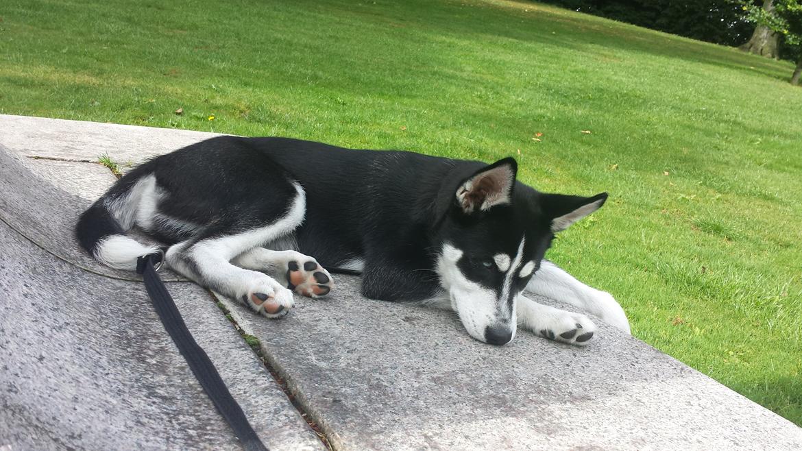 Siberian husky Diesel billede 19