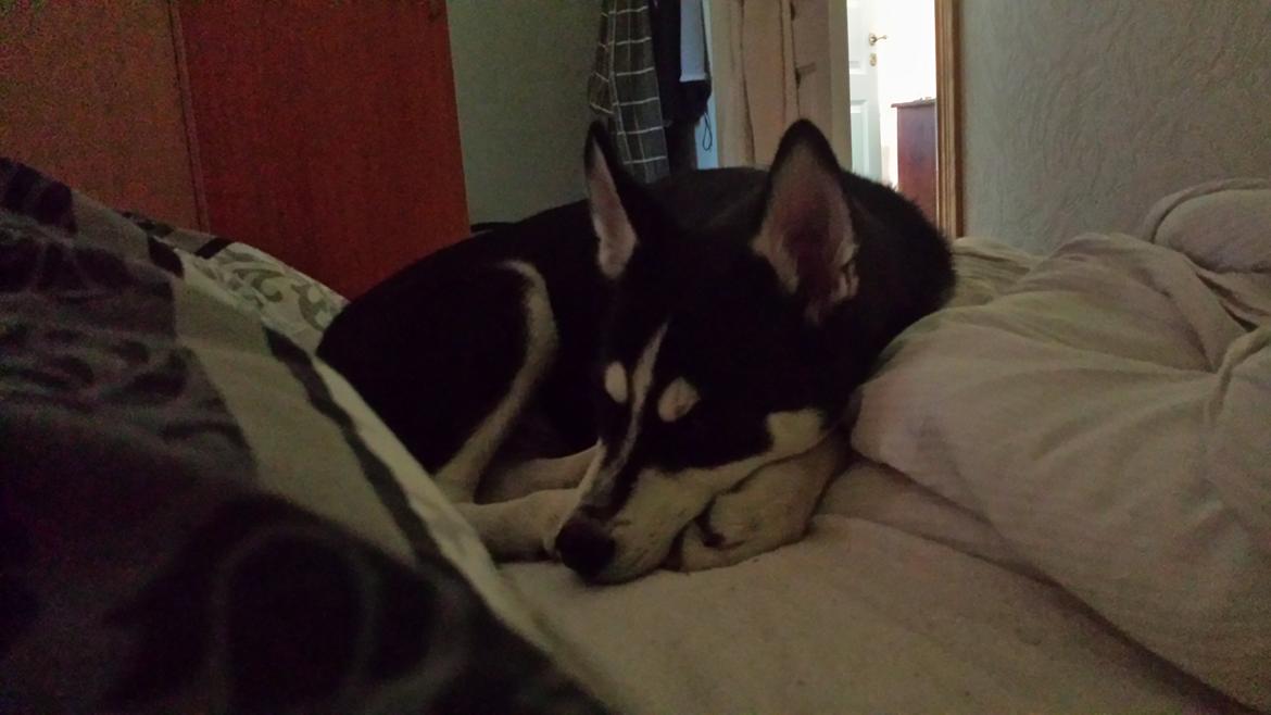 Siberian husky Diesel billede 20