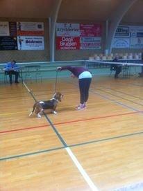 Basset hound Luna R.i.p billede 18