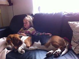 Basset hound Luna R.i.p billede 19