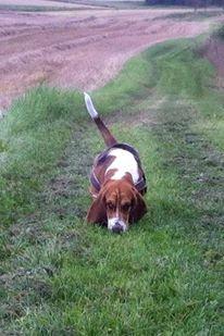 Basset hound Luna R.i.p billede 20