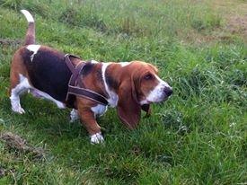 Basset hound Luna R.i.p billede 21