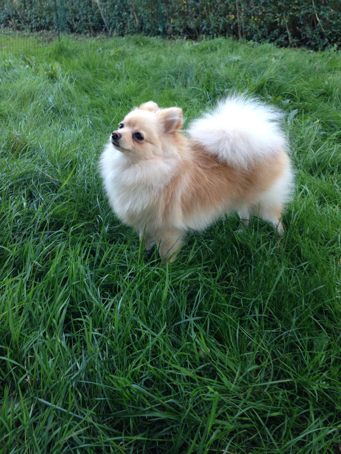 Pomeranian Bella billede 15