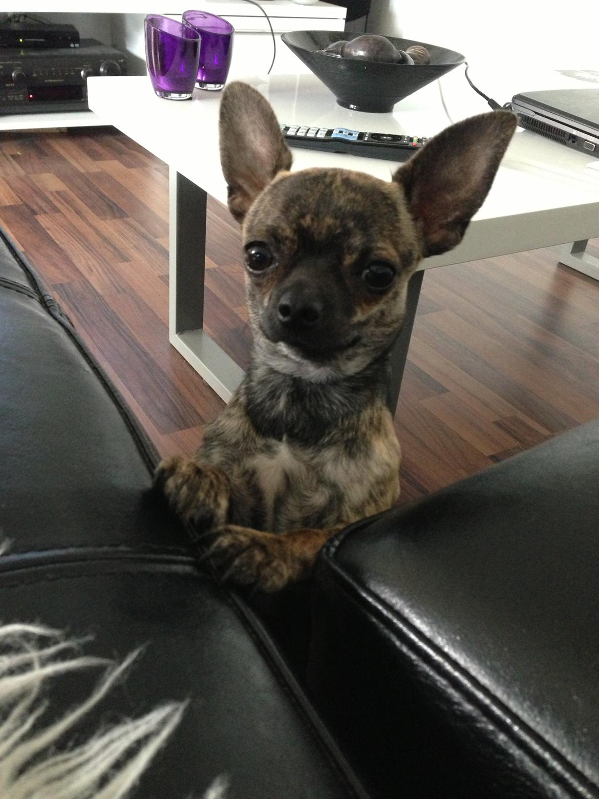 Chihuahua Kenai billede 22