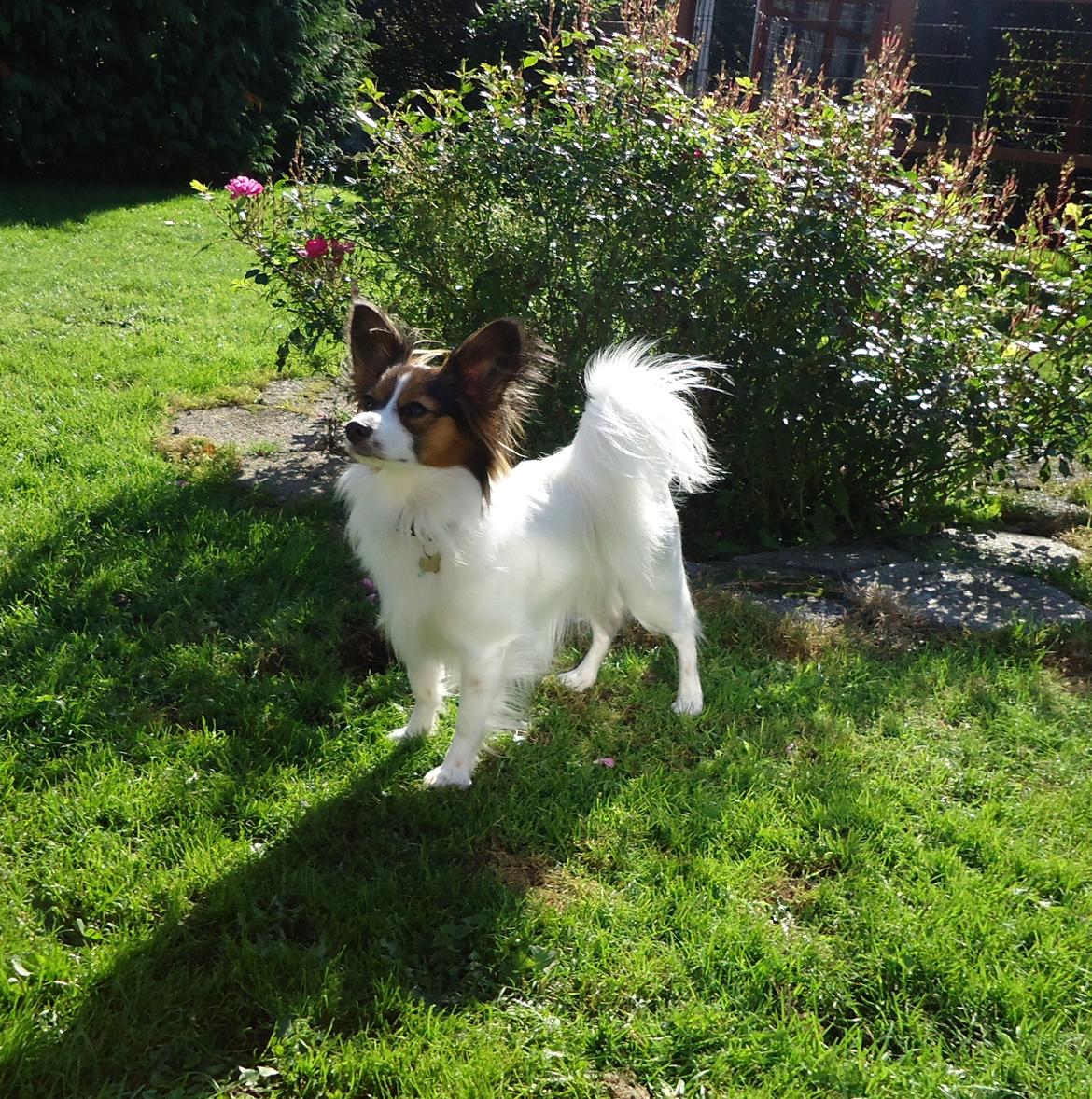 Papillon Alberte Demanture my dream. - Elegant og smuk er hun :-) billede 13