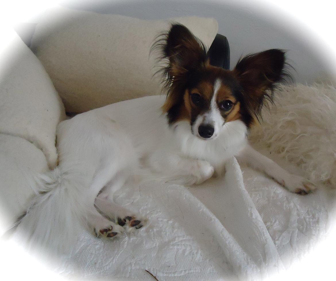 Papillon Alberte Demanture my dream. - Soffy 10 mdr. gammel billede 12