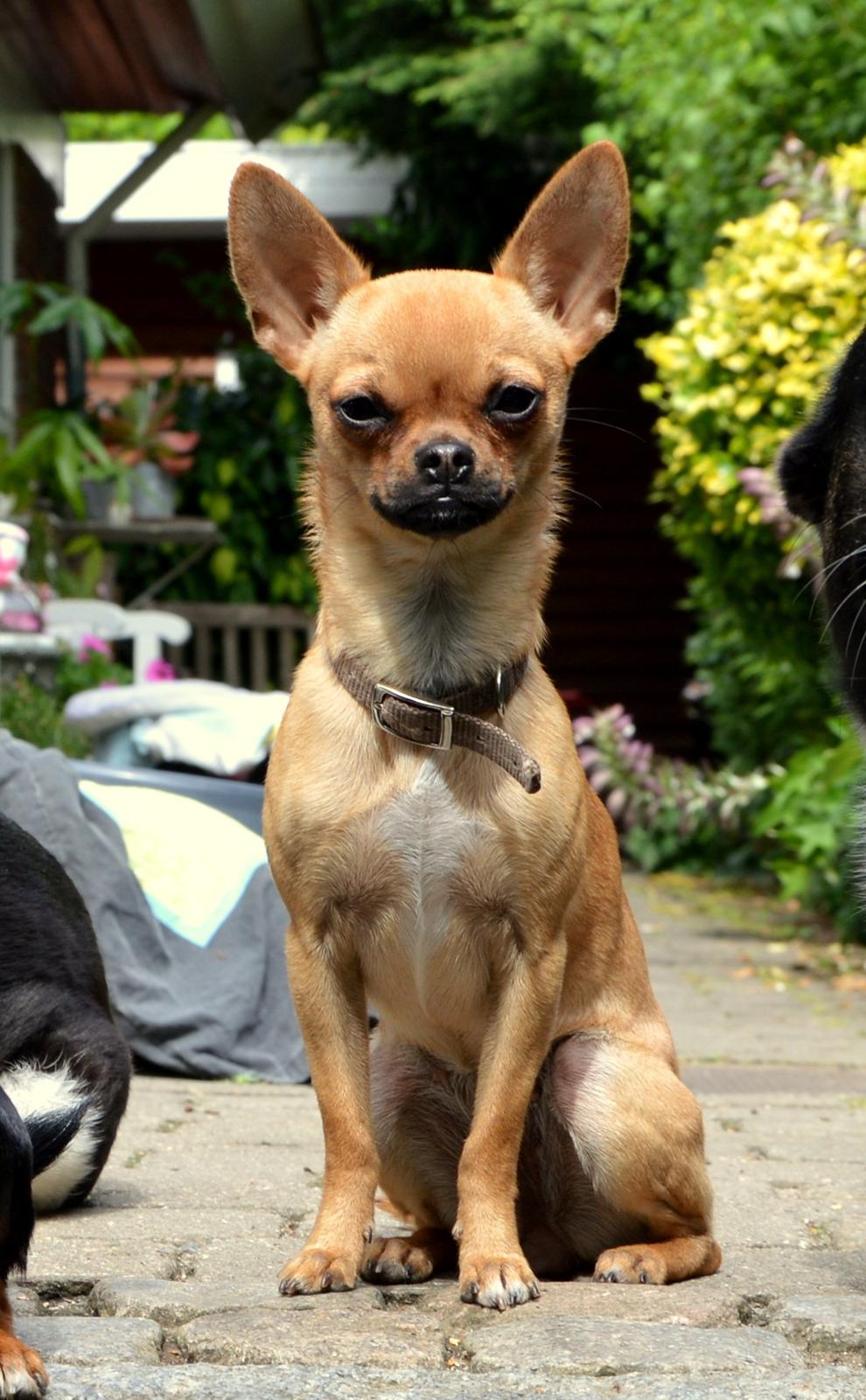 Chihuahua Gabbi billede 2